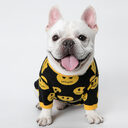 Dog clothes cat pet