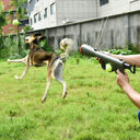 Tennis shooting gun to send pets