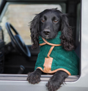 Pet Quick-Drying Absorbent Clothes Towel Bath