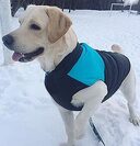 Autumn And Winter Pet Ski Wear Dog Outdoor