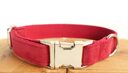 Pet Traction Collar Dog