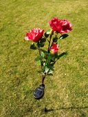 Solar rose lamp 3LED plug in the sun
