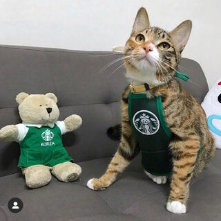 South Korea Cute Star Cat Work Clothes Dog