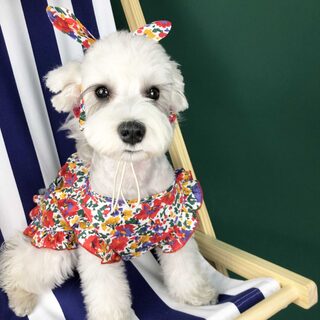Dog Clothes Summer Thin Small Dress Pet