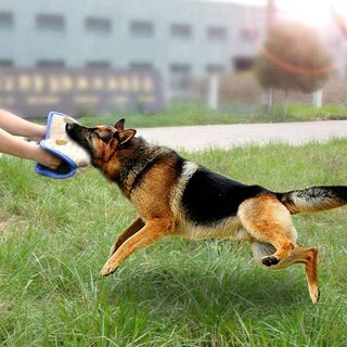 German Shepherd Dog Training Bite Pillow Resistant