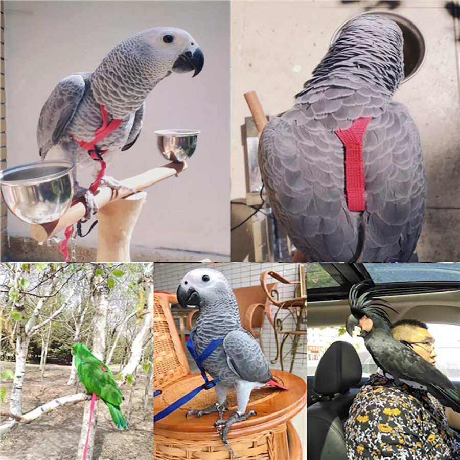 Parrot Flying With Rope And Bird Harness