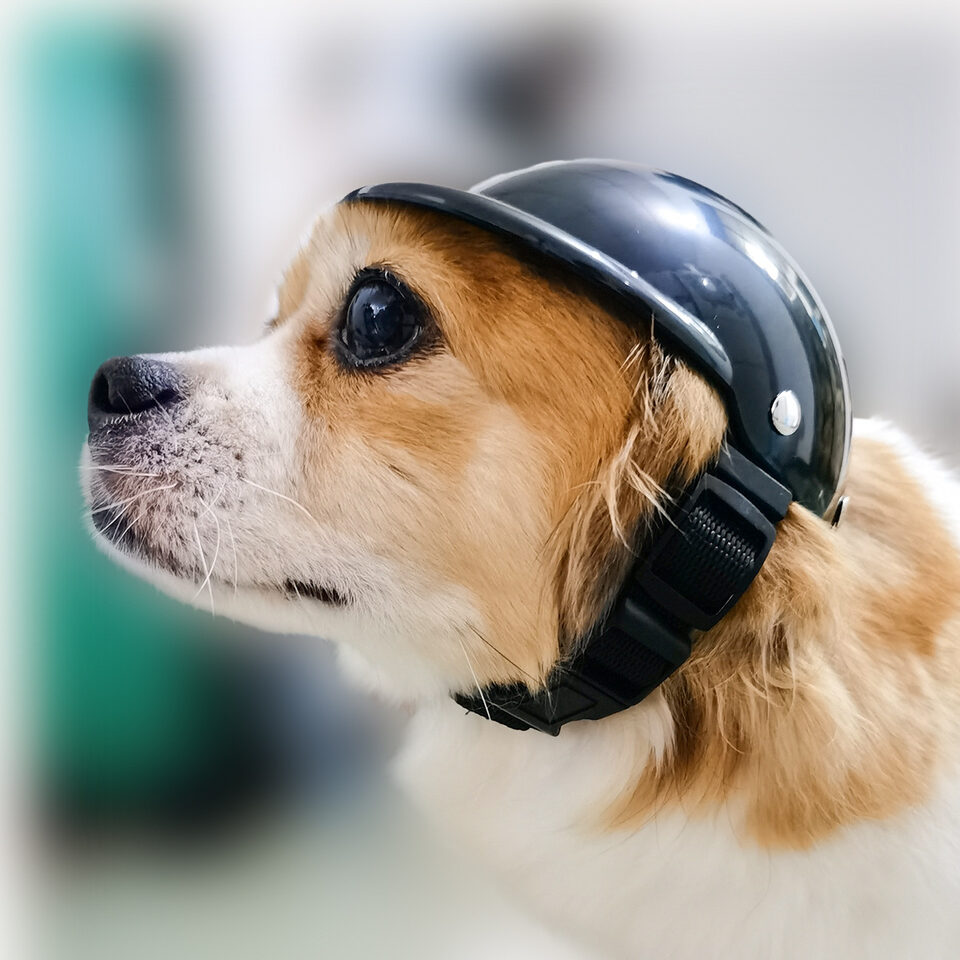 Pet Helmet New Motorcycle Dog Cat Accessories