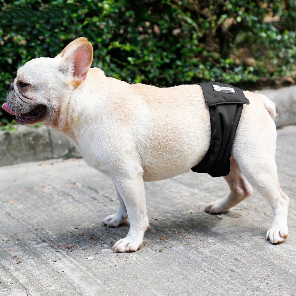 Male Dog Restraint Courtesy Belt Pet Supplie Washable