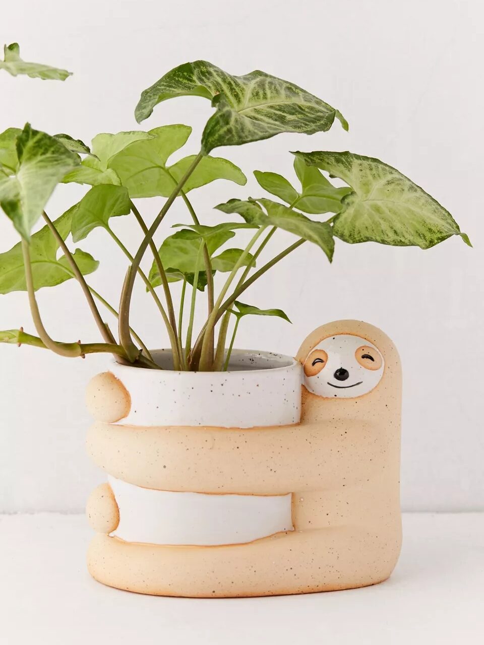 Creative And Green Plant Potted Plants