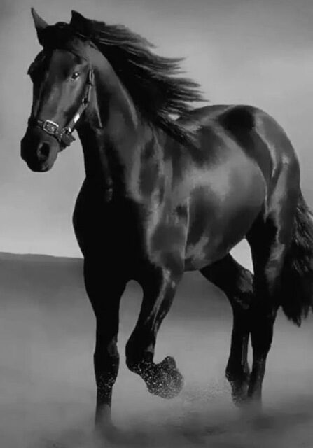 Art Canvas Animal Dark Horse Wall Living Room