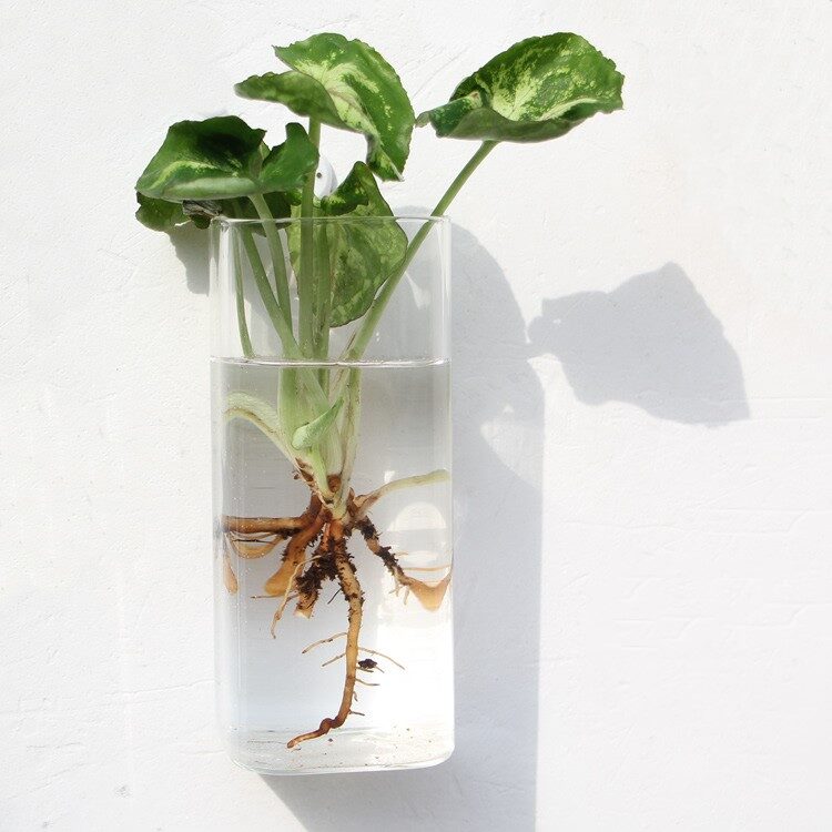 Fashion Wall Hanging Glass Flower Vase Terrarium Fish
