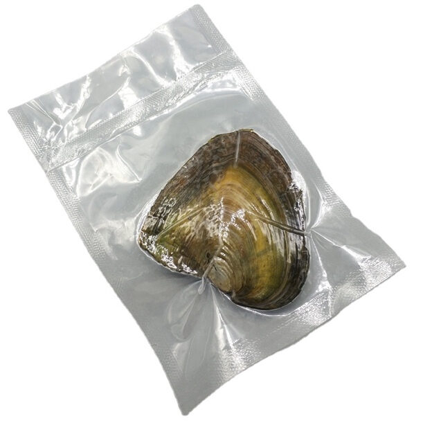 Pearl mussel-1 pearl-12 * 7 *2cm-1