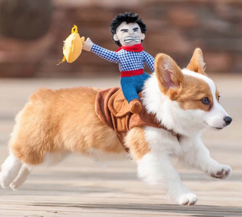Riding clothes pet