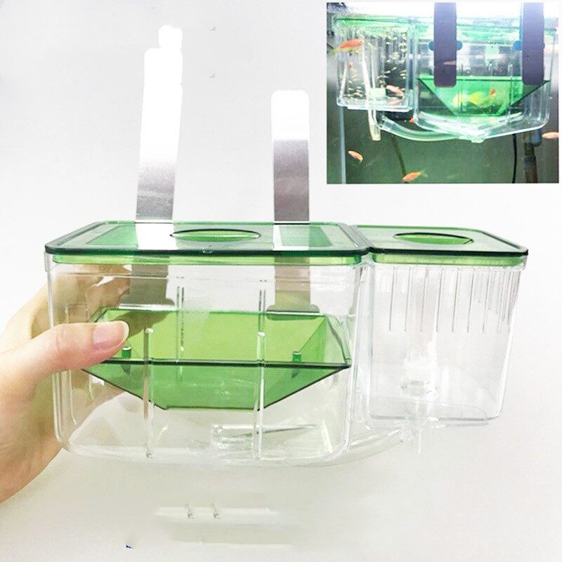 Hatching box guppy sick fish isolation fighting