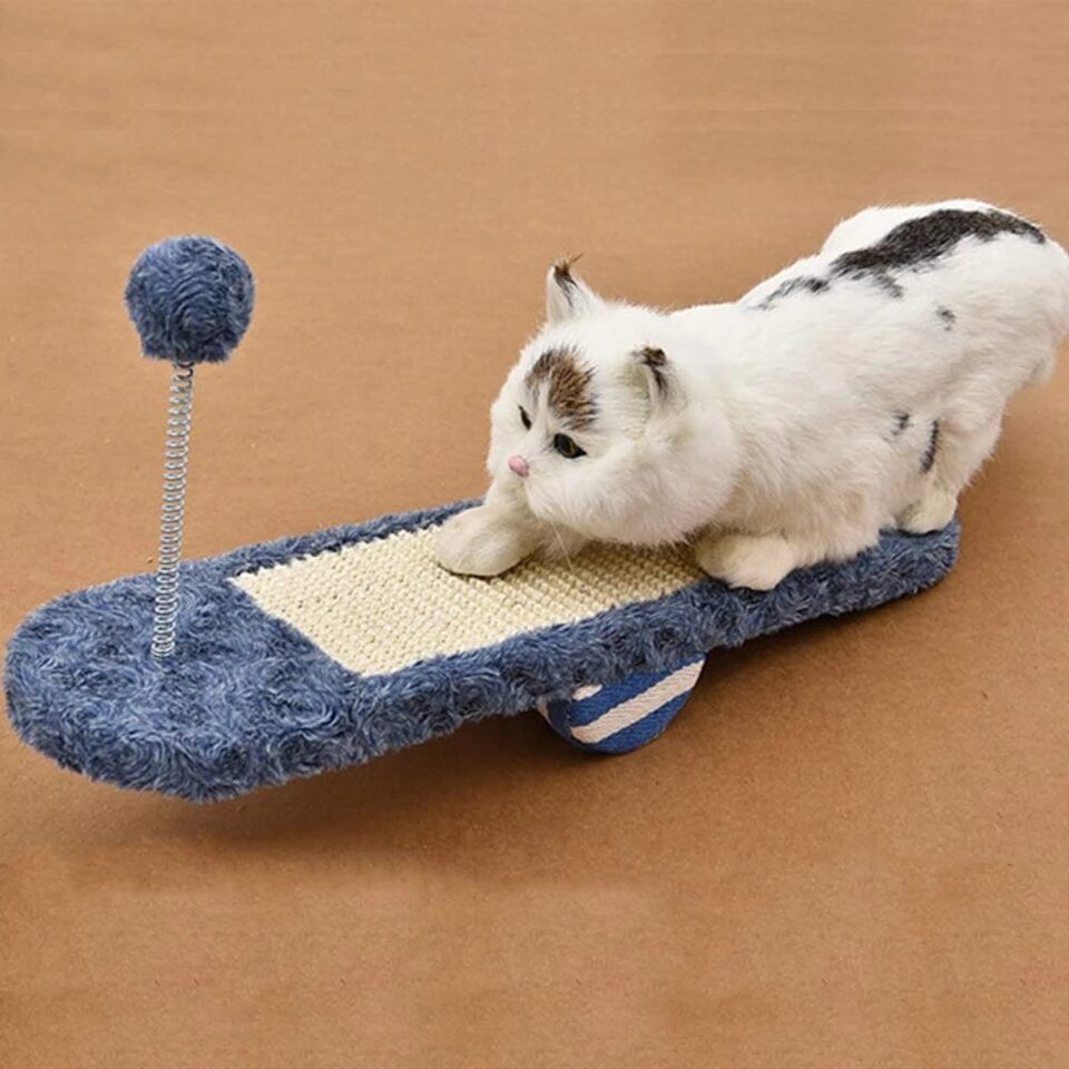 Cat kitten