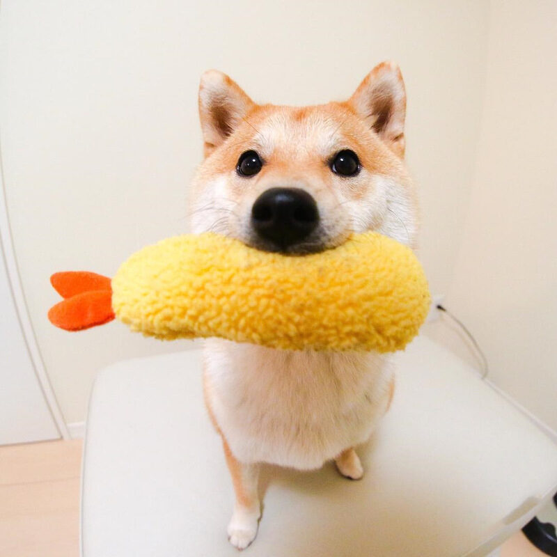 Fried Shrimp Tempura Dog Pet Chew Bite Squeaky