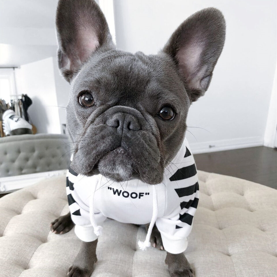 Corgi Schnauzer pet fashion brand three-stripe dog sweater