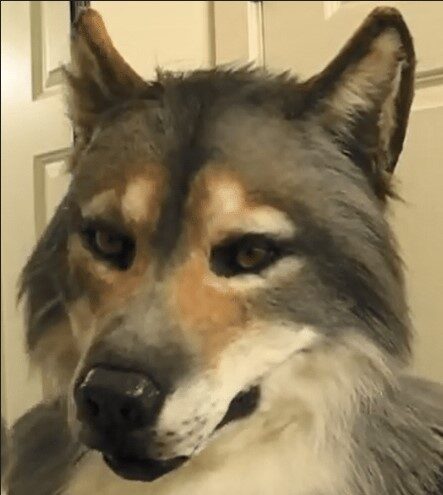Werewolf Costume Party Mask Halloween Simulation Animal Rotate
