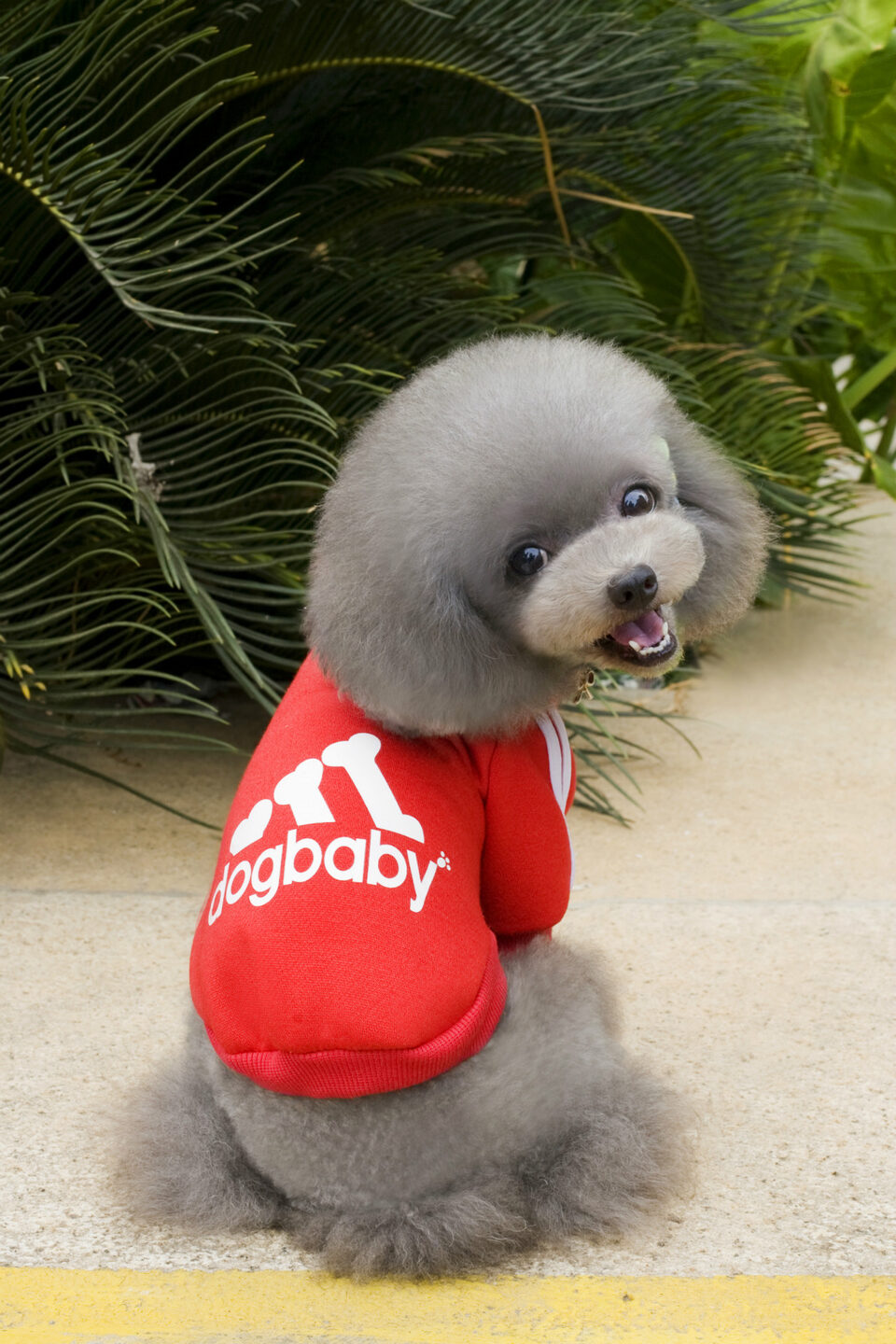 Fashion Dog Clothes For Small Dogs Cats Puppy
